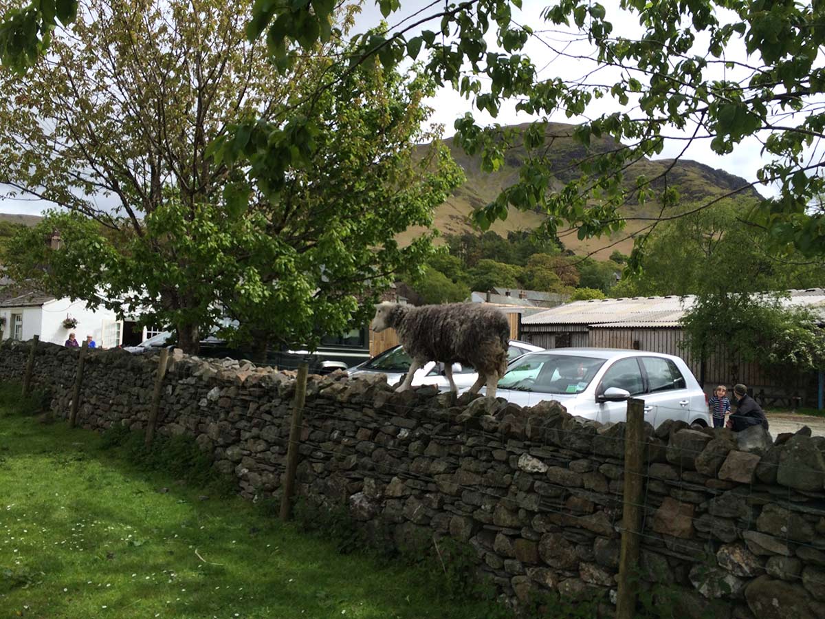 A sheep that just didn't care about where she walked